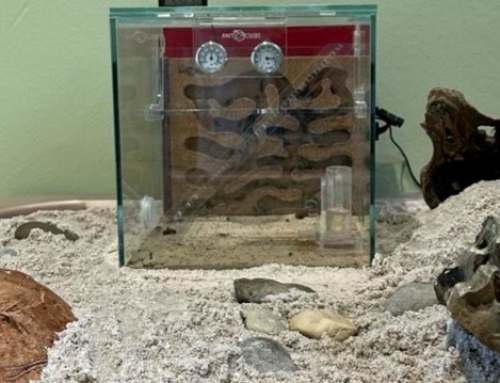 Unterirdische Welt ganz nah – Camponotus-Ameisen in der KiTa